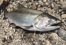 Guía de Pesca de Salmon Chinook en Chile: Una Experiencia Única