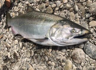 Guía de Pesca de Salmon Chinook en Chile: Una Experiencia Única
