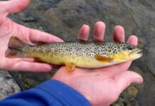 Dieta de Alevines de Trucha: zooplancton y más – La Alimentación de las Truchas Jóvenes