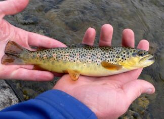 Dieta de Alevines de Trucha: zooplancton y más – La Alimentación de las Truchas Jóvenes