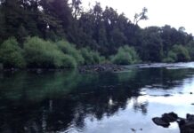 Truchas Arcoíris y Tradiciones: Una Aventura de Pesca en Neltume