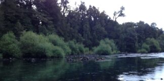 Truchas Arcoíris y Tradiciones: Una Aventura de Pesca en Neltume