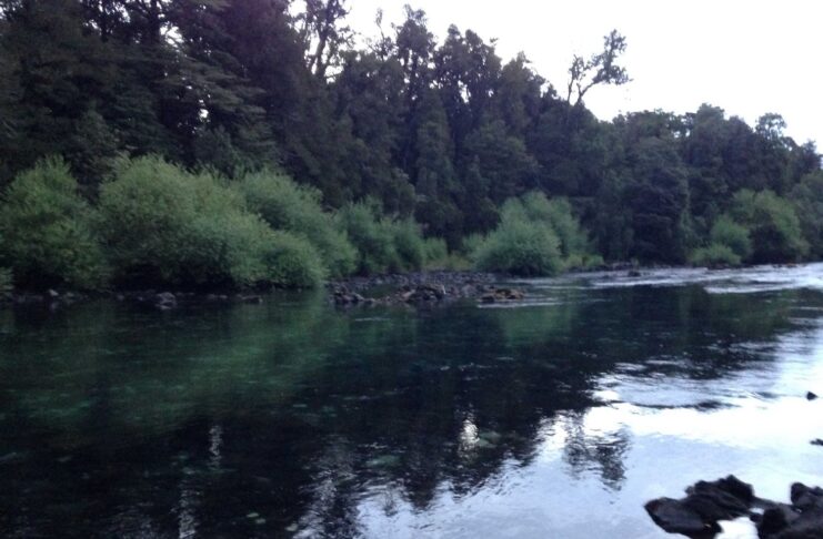 Truchas Arcoíris y Tradiciones: Una Aventura de Pesca en Neltume