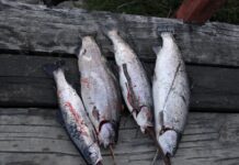 Hualaihué: El Paraíso Escondido de los Pescadores en la Región de Los Lagos, Chile