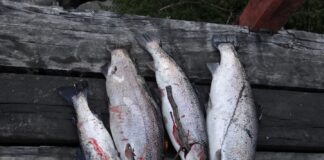 Hualaihué: El Paraíso Escondido de los Pescadores en la Región de Los Lagos, Chile