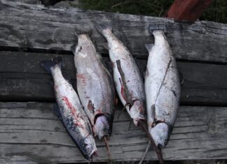 Hualaihué: El Paraíso Escondido de los Pescadores en la Región de Los Lagos, Chile