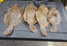 Amanecer entre Lenguados: La Magia Oculta de Playa Gibor