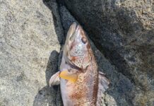 Pesca en Guanaqueros: Jureles y Cabrillas