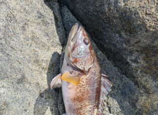 Pesca en Guanaqueros: Jureles y Cabrillas